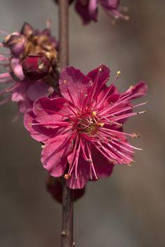japansk_abrikos__prunus_mume_beni-chidori___