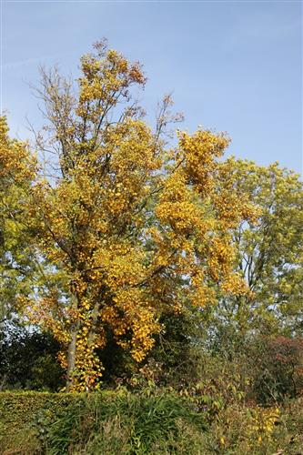 paradisæble__golden_hornet__malus__haveplanter__