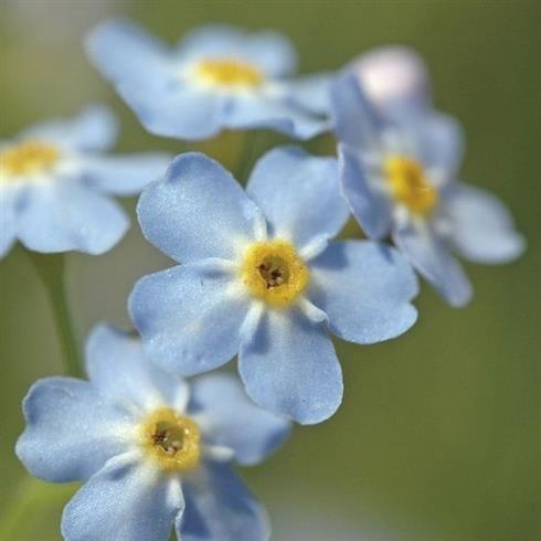 forglemmigej__myosotis_palustris_perle_von_ronnenberg