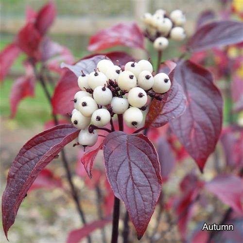 kornel__sortgrenet__cornus_alba_kesselringii_