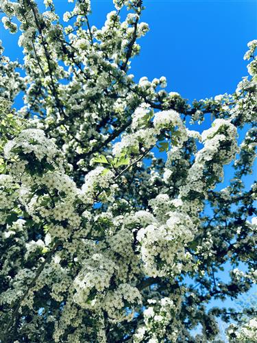 tjørn__hvidtjørn__crataegus_oxyacantha_
