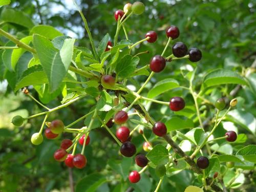 weichsel__prunus_mahaleb__