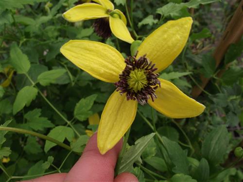 clematis__tangutica__golden_tiara__gulsort__leveres_med_potte__bjergskovranke__mp-34_