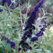 sommerfuglebusk__black_knight__2050_cm__med_p9_potte__buddleja_davidii_