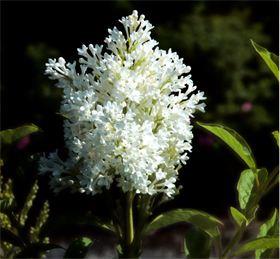 syren__holger__hvid__syringa_josikaea_