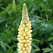 lupin__lysegul__lupinus__chandelier_