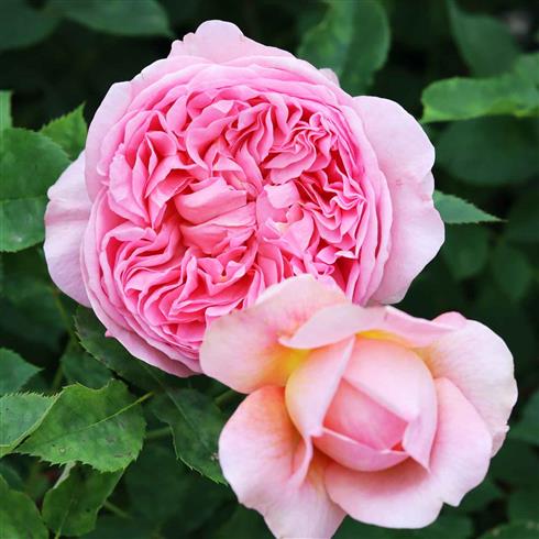 boscobel__laksefarvet__engelsk_rose_