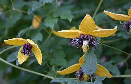 clematis__tangutica__helios__leveres_med_potte__mp-34_
