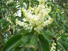 weichsel__prunus_mahaleb__