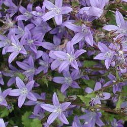 mÆlkeklokke__campanula__poscharskyana__blauranke__