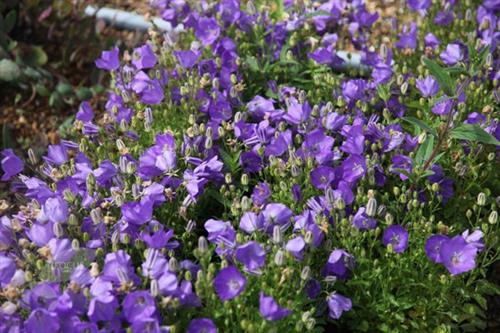 karpaterklokke__store_blåviolette_blomster__campanula__carpatica_blaue_clips_