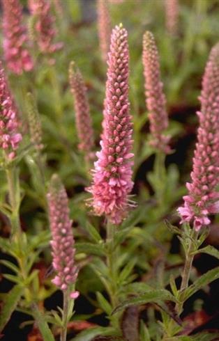 Ærenpris-aks__veronica_spicata_heidekind