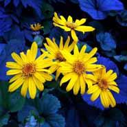 brandbæger__gul__ligularia_dentata__desdemona__