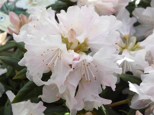 rhododendron__dora_amateis__hvid__2030_cm_med_potte__