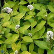 fredløs__hvide_blomster__lysimachia__clethroides_