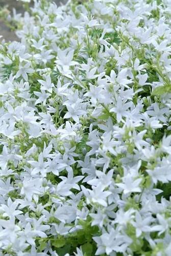 mÆlkeklokke__campanula__poscharskyana__e_h_frost_