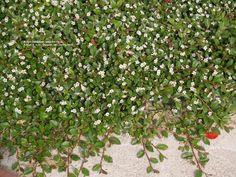 dværgmispel__dammeri__1025_cm_med_potte__cotoneaster_dammeri__skogholm__