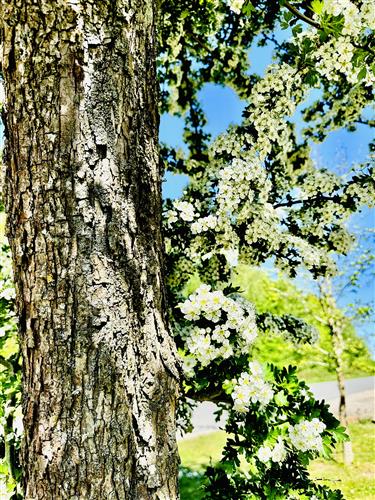 tjørn__hvidtjørn__crataegus_oxyacantha_