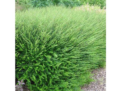 gedeblad__myrtegedeblad__stedsegrøn__1525_cm_med_potte__lonicera_nitida_elegant_