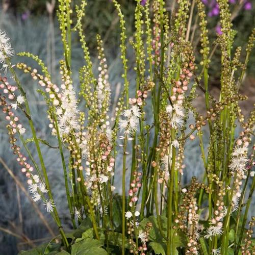 sølvlys__actaea_japonica_cheju-do