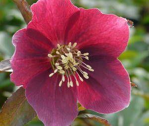 julerose__helleborus_orientalis_red
