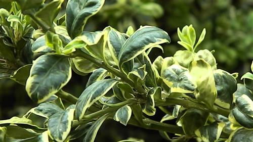 buksbom__spættet__buxus_sempervirens_aureovariegata__