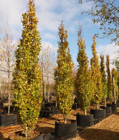 søjle__guldbøg__dawyck_gold__fagus_sylvatica_dawyck_gold__haveplanter_allétræer__