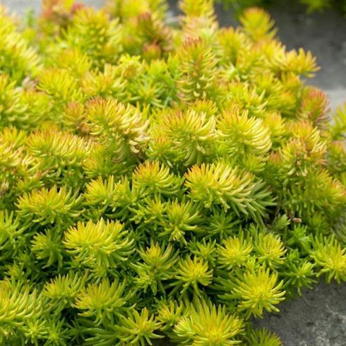 bjerg-stenurt__sedum_reflexum_angelina