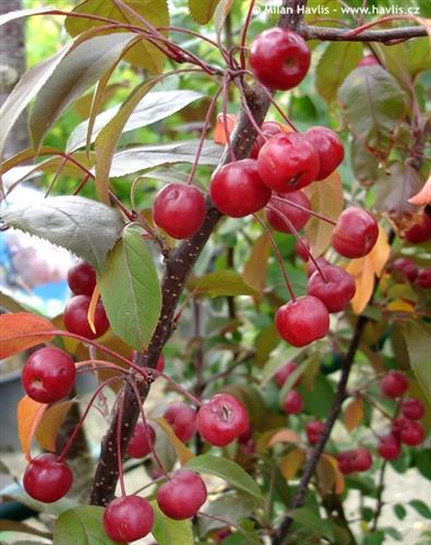 paradisæble__coccinella__malus_