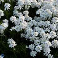 snepude__hvide_blomster__iberis__sempervirens__snowflake_