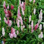 tæppepileurt__persicaria__affinis__darjeeling_red_