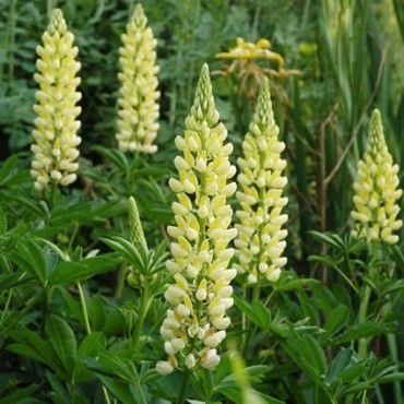 lupin__lupinus_chandelier_gul