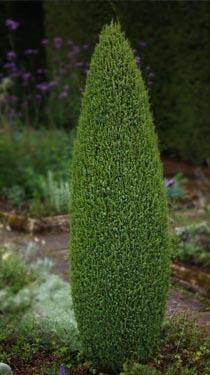 enebær__compressa__omkreds_2530_cm_med_potte_eller_klump__juniperus_communis_compressa_