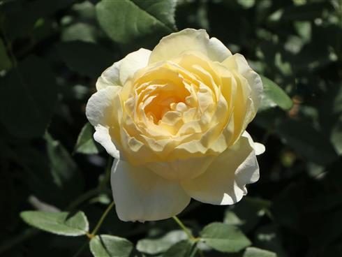 vanessa_bell__citrongul__engelsk_rose_