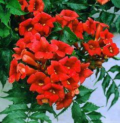 trompetblomst__orangerøde_trompetligende_blomster__leveres_med_potte_eller_klump__campsis_tagliabuana_madame_galen_flamenco_