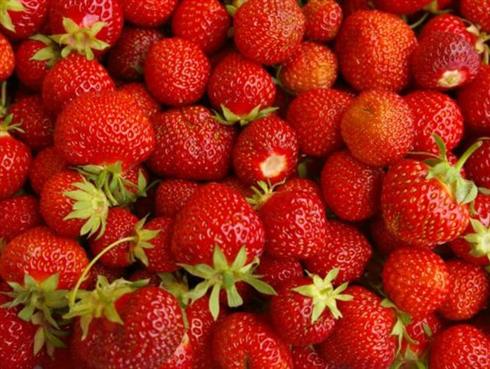 jordbær__selva__fragaria_ananassa__leveres_barrodet_