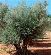 Oliven Træer-Buske