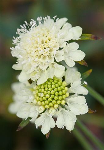 skabiose__scabiosa_ochroleuca
