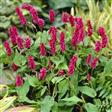 Urt - Persicaria Stauder