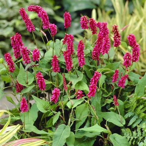 kerte-pileurt__persicaria_amplexicaulis_inverleith