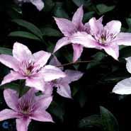 clematis__hagley_hybrid__sartrosa__leveres_med_potte__rigt_blomstrende__storblomstrende__mp-34_