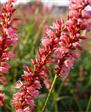 Urt - Persicaria Stauder