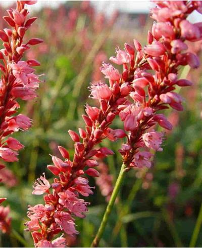 pileurt__persicaria_amplexicaulis_high_society