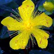 hypericum__storbladet_perikon__calycinum_