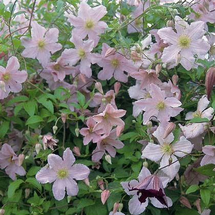 clematis__viticella__entel__hvid_med_lilla_skær__leveres_med_potte__småblomstrende__mp-34__
