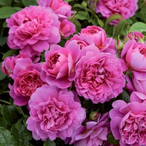 princess_anne__dyb_pink__engelsk_rose_