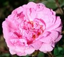 Historiske roser Roser 