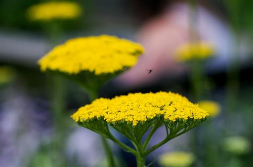 rØllike__achillea__filipenudulina__parkers_variety_