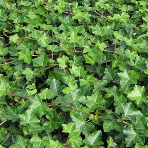 Efeu. Hedera Helix. Priser fra 7,12 kr. - planteskoler.dk