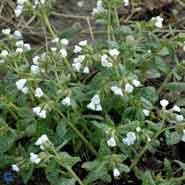 hvidplettet_lungeurt__pulmonaria__officinalis__sissinghurst_white_